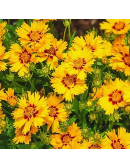 Nachyłek wielkokwiatowy Coreopsis grandiflora Solanna Bright Touch