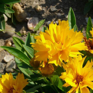 Presto Coreopsis grandiflora Nachyłek wielkokwiatowy