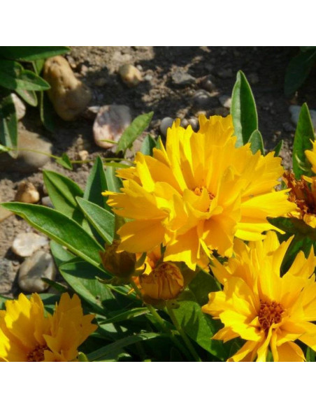 Presto Coreopsis grandiflora Nachyłek wielkokwiatowy
