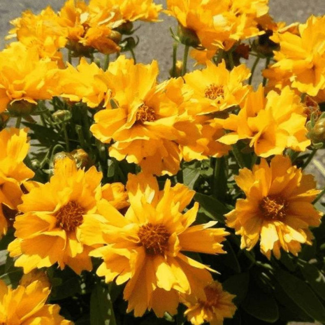 Nachyłek wielkokwiatowy Presto Coreopsis grandiflora