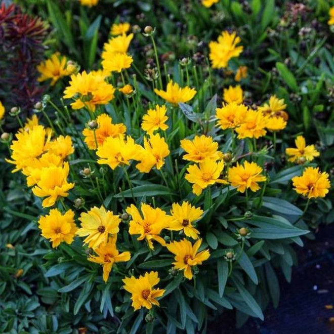 Nachyłek wielkokwiatowy Coreopsis grandiflora Presto
