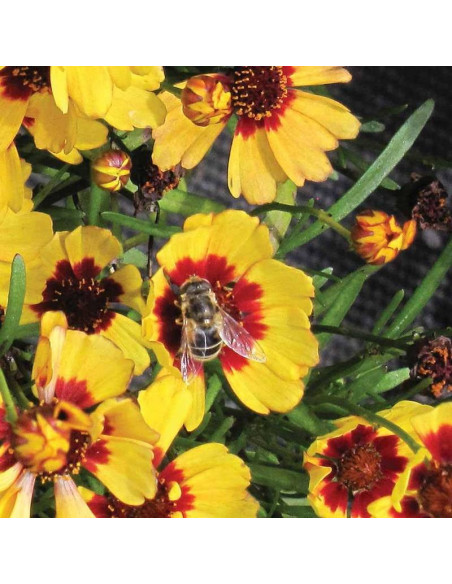 Firefly Coreopsis Nachłek