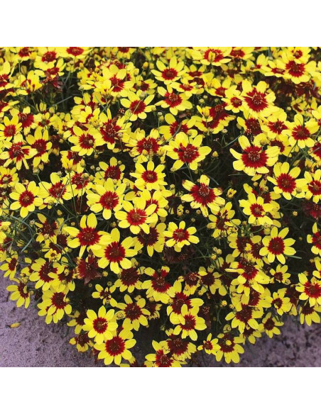 Nachłek Firefly Coreopsis