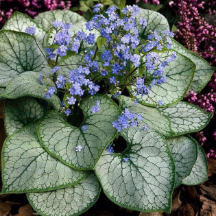 Brunera wielkolistna Alexander's Great Brunnera macrophylla