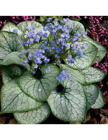 Brunera wielkolistna Alexander's Great Brunnera macrophylla
