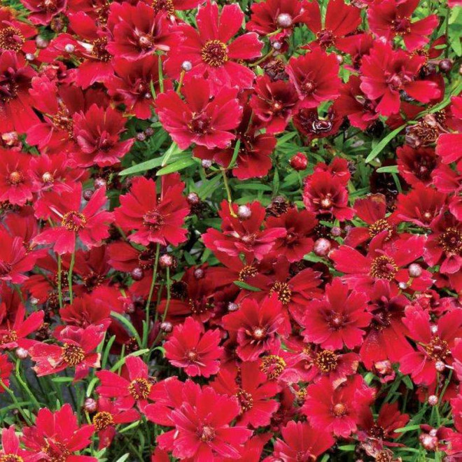 Cherry Pie Coreopsis Nachyłek