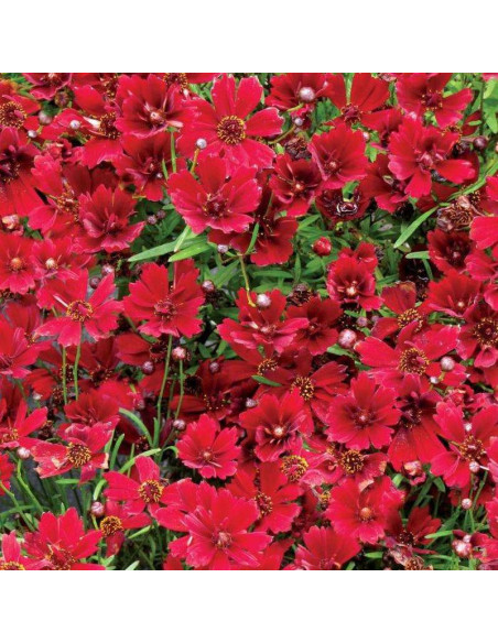 Cherry Pie Coreopsis Nachyłek