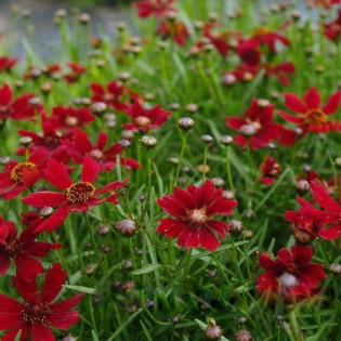 Cherry Pie Coreopsis Nachyłek 2