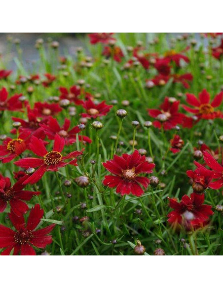 Nachyłek Cherry Pie Coreopsis