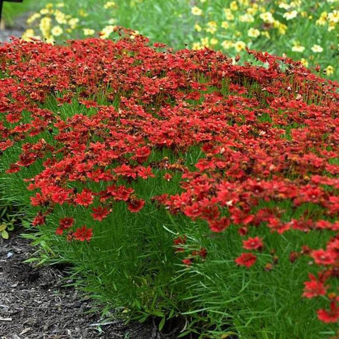 Nachyłek Coreopsis Cherry Pie