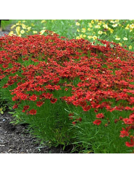 Nachyłek Coreopsis Cherry Pie