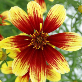 Nachyłek Bengal Tiger Coreopsis