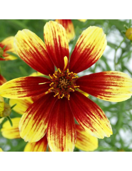 Nachyłek Bengal Tiger Coreopsis