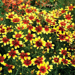 Nachyłek Bengal Tiger Coreopsis 2