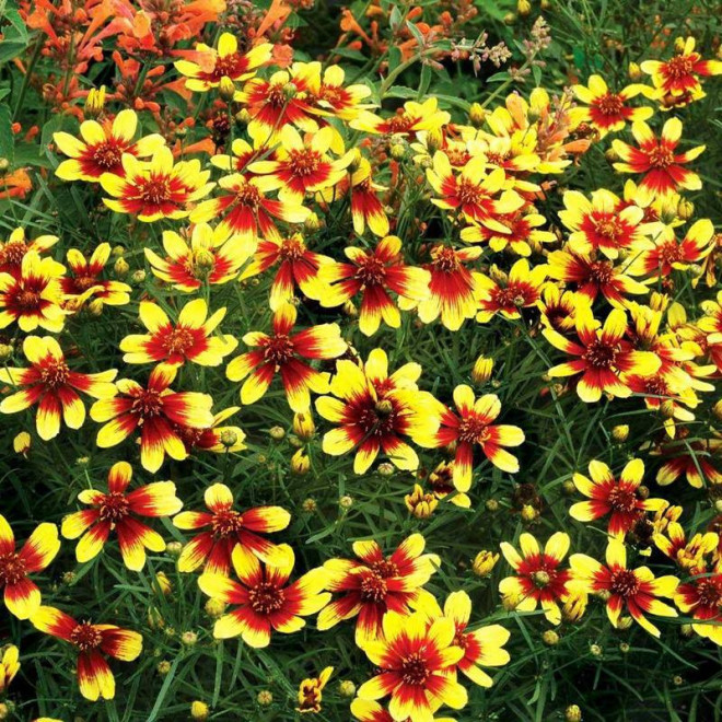 Tiger Coreopsis Nachyłek Bengal