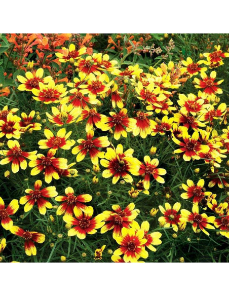 Tiger Coreopsis Nachyłek Bengal