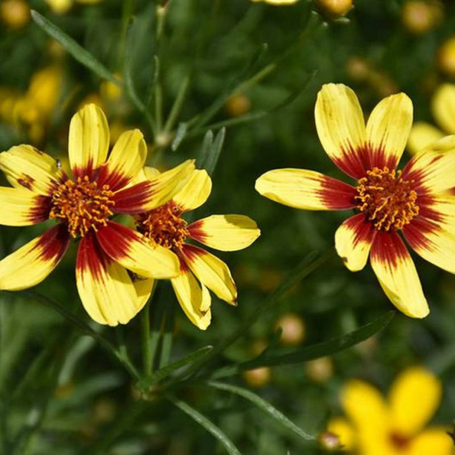 Nachyłek Coreopsis Bengal Tiger