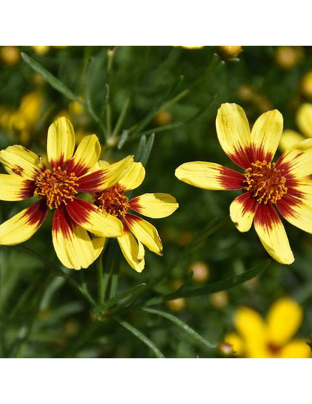 Nachyłek Coreopsis Bengal Tiger