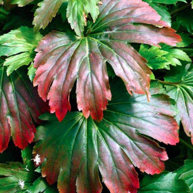 CRIMSON FANS Karasuba Mukdenia rossii Mukdenia Rossa