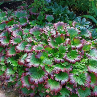 CRIMSON FANS Karasuba Mukdenia rossii Mukdenia Rossa 2