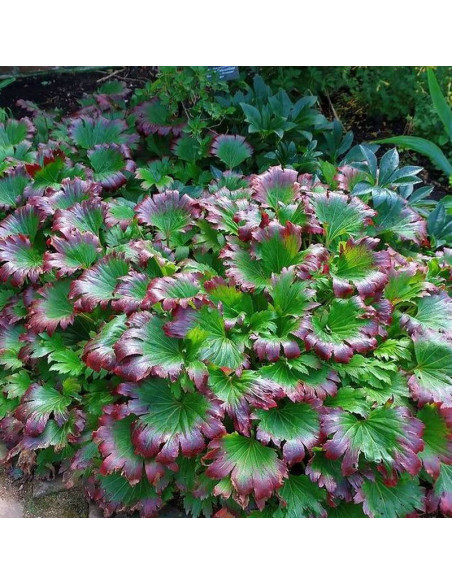 Mukdenia Rossa CRIMSON FANS Karasuba Mukdenia rossii