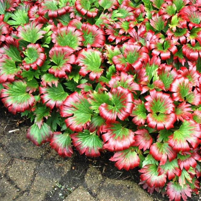 Mukdenia Rossa Karasuba Mukdenia rossii CRIMSON FANS