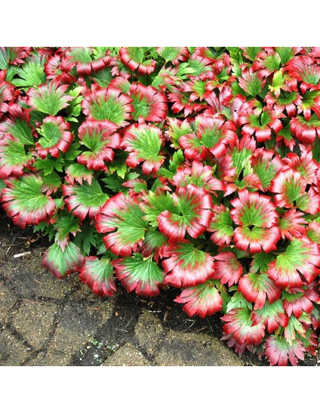 Mukdenia Rossa Karasuba Mukdenia rossii CRIMSON FANS