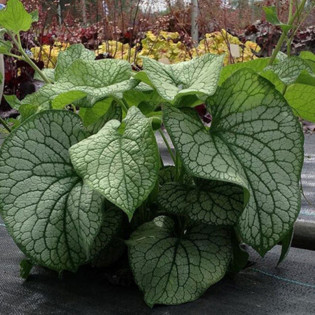 Brunera wielkolistna Alexander's Great Brunnera macrophylla 2