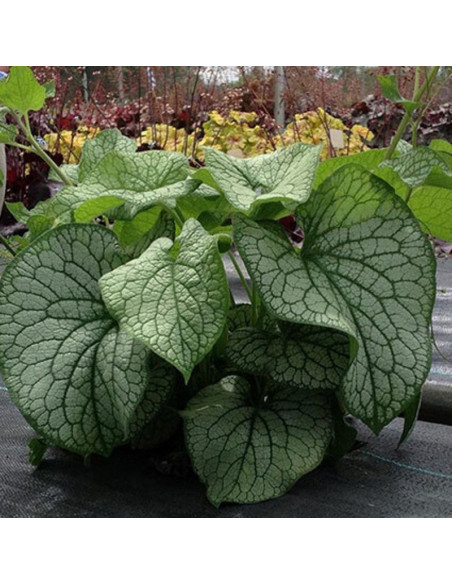 Alexander's Great Brunera wielkolistna Brunnera macrophylla