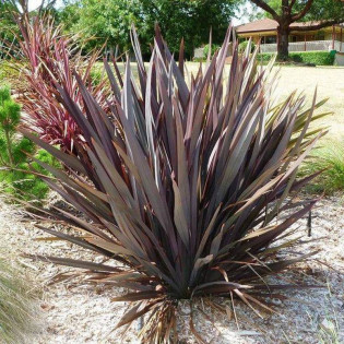 Len nowozelandzki Purpureum Phormium tenax