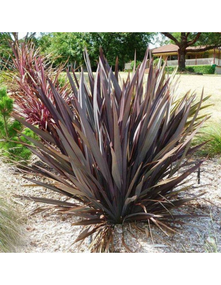Len nowozelandzki Purpureum Phormium tenax