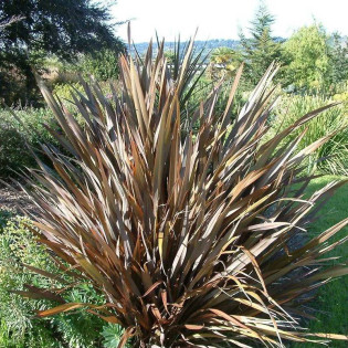 Len nowozelandzki Purpureum Phormium tenax 2