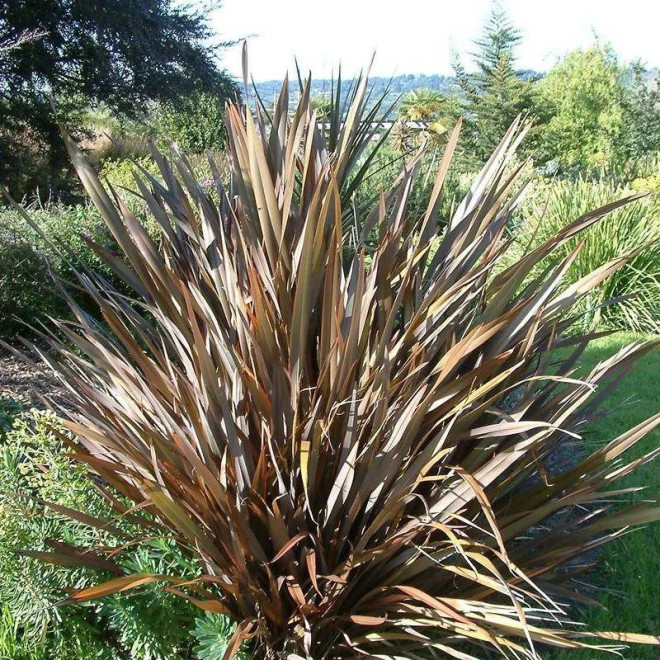 Purpureum Phormium tenax Len nowozelandzki