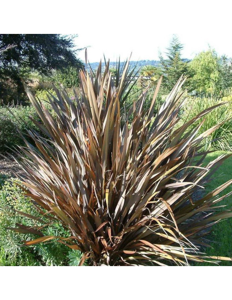 Purpureum Phormium tenax Len nowozelandzki