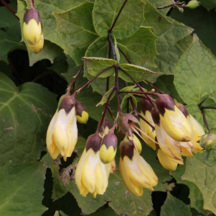 Kirengeszoma koreańska Kirengeshoma koreana