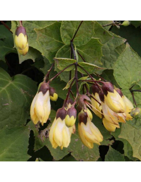 Kirengeszoma koreańska Kirengeshoma koreana