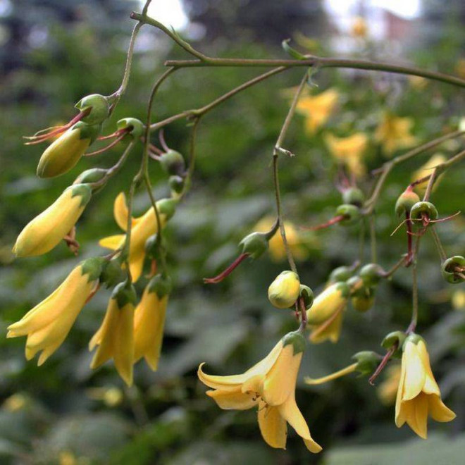 Kirengeshoma koreana Kirengeszoma koreańska
