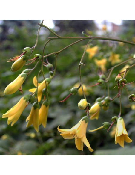 Kirengeshoma koreana Kirengeszoma koreańska