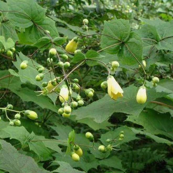 Kirengeszoma Kirengeshoma koreana koreańska