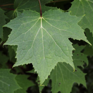 Kirengeshoma palmata Kirengeszoma dłoniasta