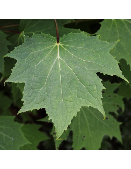Kirengeshoma palmata Kirengeszoma dłoniasta