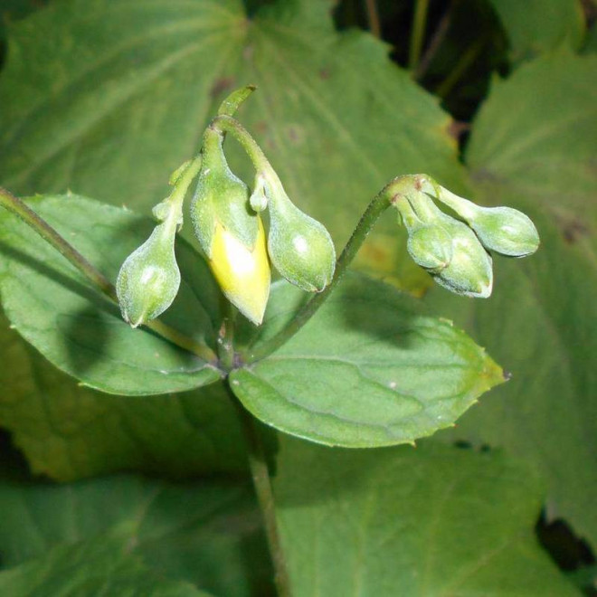 Kirengeszoma dłoniasta Kirengeshoma palmata