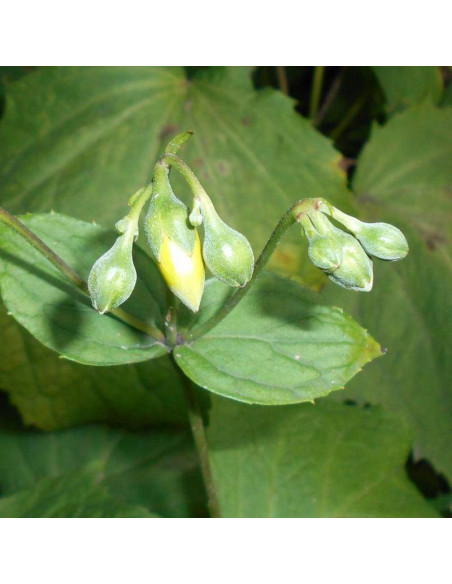 Kirengeszoma dłoniasta Kirengeshoma palmata