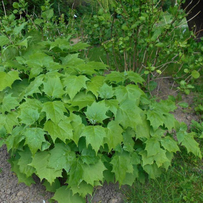 Kirengeszoma Kirengeshoma palmata dłoniasta