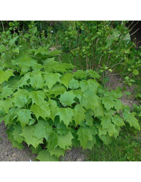 Kirengeszoma Kirengeshoma palmata dłoniasta