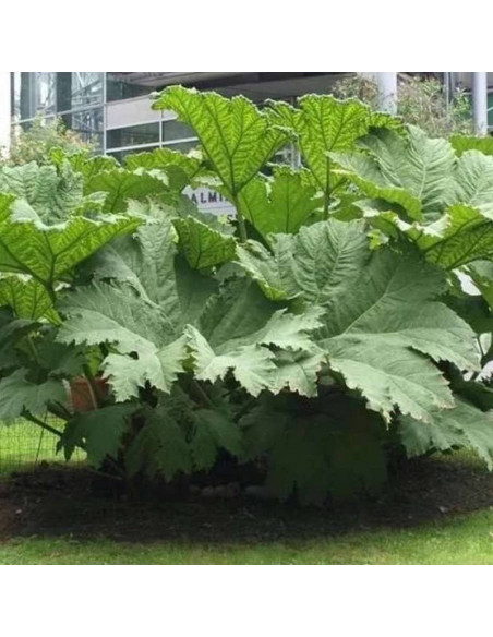 Gunnera manicata Gunnera olbrzymia