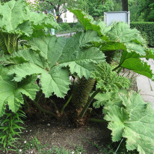 Gunnera manicata Gunnera olbrzymia 2