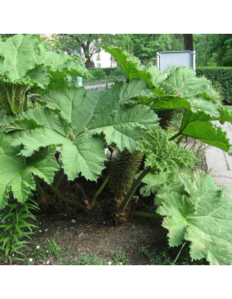 Gunnera olbrzymia Gunnera manicata