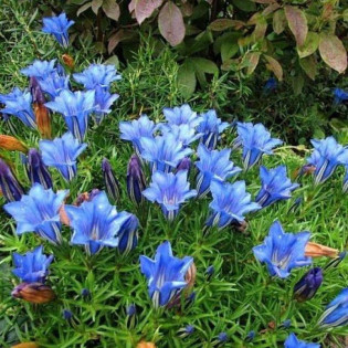 Goryczka paskowana Gentiana sino-ornata