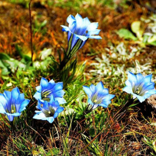 Goryczka paskowana Gentiana sino-ornata 2